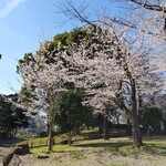 王子珈琲焙煎所 サクラピアス - 飛鳥山の桜