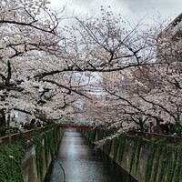割烹 柚葉 - 