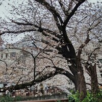 割烹 柚葉 - 