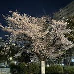 たけうちうどん店 - お店のそばの通称・タコ公園の桜が満開でした！٭❀*