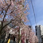 洋食の朝日 - 近所の桜がほぼ満開