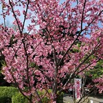 ファクトリーシン チャプチーノ - 三ッ池公園の横浜緋桜