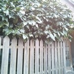 武蔵屋 - 四時に並ぶと明るいです。