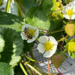 姫路ハートフル観光農園 - 