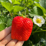 姫路ハートフル観光農園 - 