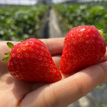 姫路ハートフル観光農園 - 