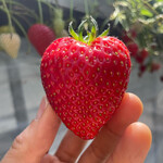 姫路ハートフル観光農園 - 