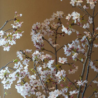 日本料理 別府 廣門 - 