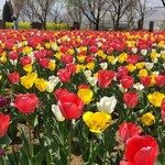 ハーブ庭園 旅日記 勝沼庭園 ソフトクリーム売店 - このチューリップが詰め放題エリア