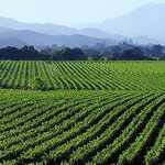 Dominus Estate - 外観