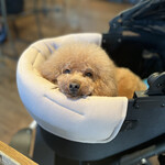 anea cafe - シェリ