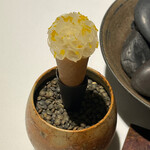 ラ・ヴァガボンド - 白ワインビネガーでマリネした蕪をブーケの様に飾り付けたアミューズ