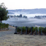 Flowers Vineyards & Winery - ワイナリー