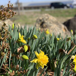 中華蕎麦 春馬 - 水仙が咲いてたぁ〜