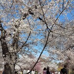 Shinshindou - 植物園は桜が満開！
