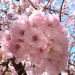 郷の恵 風輪 - コレが『横輪桜』