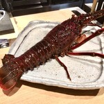日本料理FUJI - 本日の食材_伊勢海老