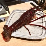 日本料理FUJI - 本日の食材_伊勢海老