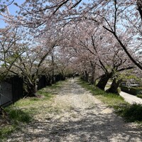 寿司上野坂 - 歩いて行ける近くの桜並木❀.*･ﾟ✿゜:。*千さんがベビーカーを押してお花見した道♡