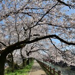 Thifani - 磯部堤の桜のトンネル。