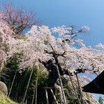 蕎麦彩膳 隆仙坊 - 【オマケ】B：鏡石寺の枝垂桜：樹齢400年：番付無し...：満開