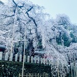 蕎麦彩膳 隆仙坊 - 【オマケ】E：小川諏訪神社の枝垂桜：樹齢650年：東関脇：満開