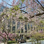 AUX BACCHANALES - 清水谷公園の枝垂れ桜