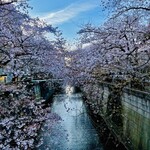 オニバスコーヒー - ◎目黒川沿いの桜は東京で一番人気のスポット。