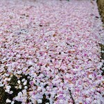 オニバスコーヒー - ◎川面に散っている桜の花びら。