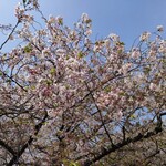 Ajiman - 葉桜もいいね。