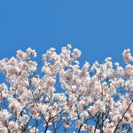Shokurakuan Houtoku - 春はお食事しながらお花見できます