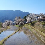 キッチン しろ - 三多気の桜