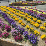 めりけんや - 目の前はJR高松駅
季節のお花が整備されてます