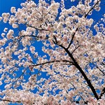 ハリッツ - ◎隅田川沿いの満開の桜は綺麗。