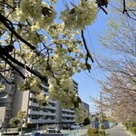 Kamogawa Atsu Ando Kicchin - 黄桜はこれから満開