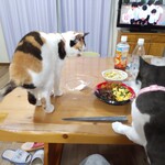 食べてみた