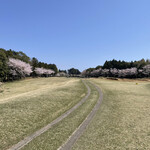 鹿島の杜カントリー倶楽部 - 桜に囲まれて1番いい季節