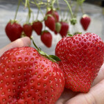 姫路ハートフル観光農園 - 