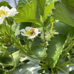 姫路ハートフル観光農園 - 