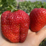 姫路ハートフル観光農園 - 