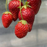 姫路ハートフル観光農園 - 