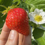 姫路ハートフル観光農園 - 