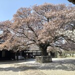 Raratei - 『左近の桜』。徳川斉昭夫人の登美宮吉子が水戸家に御降嫁された時に仁孝天皇から賜わったもので、江戸小石川の水戸藩邸に植えられていたものを弘道館開設の際に移植されたのだそうです。現在の桜は３代目。