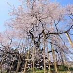 いちごや - 2022/4/10、矢祭町『戸津辺の桜』