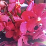 ウエスト青山ガーデン - 卓上のお花