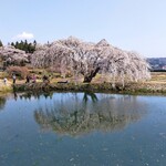 アトライ カフェ&バー - 棚倉町の『花園桜』2022/4/10