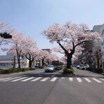 Kaisen Izakaya Amon - 平和通りの桜並木