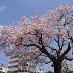 Kaisen Izakaya Amon - 店の前の桜がきれいでした