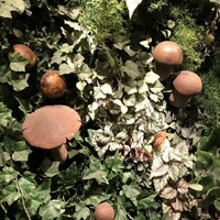 Shangri-La's secret ROPPONGI - 