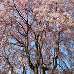 ペルトナーレ - 4/10しだれ桜が店から見えました